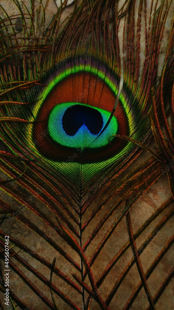 Obraz premium peacock feather close up