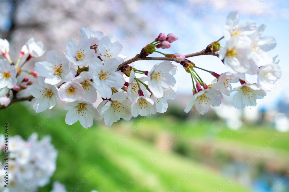 Obraz premium 川沿いの満開のソメイヨシノ