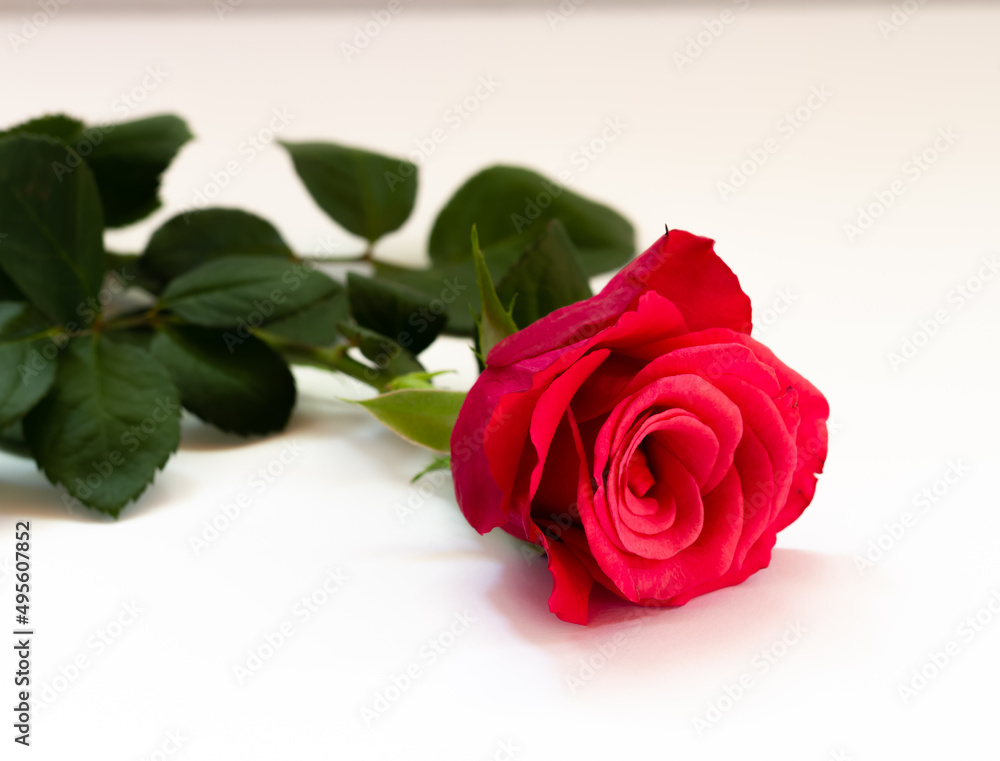 Rose Rose
