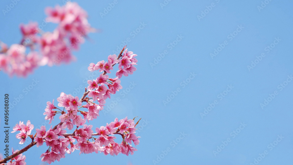 landscape of beautiful cherry blossom, pink Sakura flower branch against background of blue sky at Japan and Korea during spring season with copy space for springtime banner landscape of beautiful cherry blossom, pink Sakura flower branch against background of blue sky at Japan and Korea during spring season with copy space for springtime banner