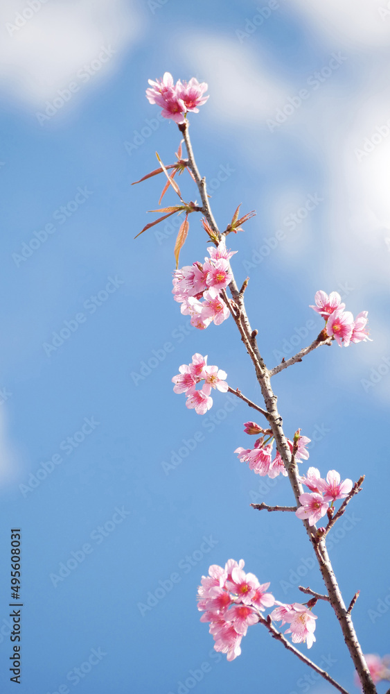 landscape of beautiful cherry blossom, pink Sakura flower branch against background of blue sky at Japan and Korea during spring season with copy space for vertical springtime banner landscape of beautiful cherry blossom, pink Sakura flower branch against background of blue sky at Japan and Korea during spring season with copy space for vertical springtime banner