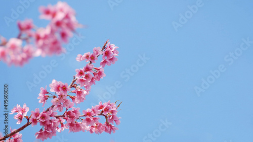 landscape of beautiful cherry blossom  pink Sakura flower branch against background of blue sky at Japan and Korea during spring season with copy space for springtime banner