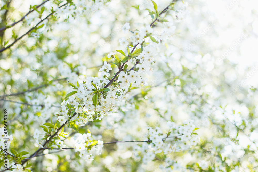 Bright background with white flowers of fruit tree against blurred background on sunny spring day, selective focus. Spring tree blooming.