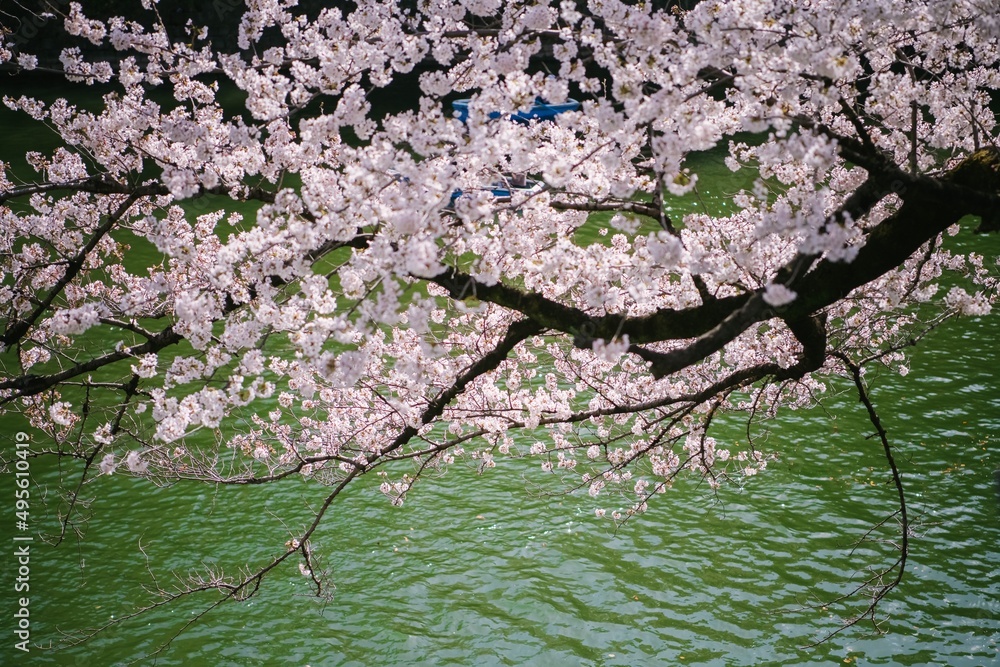 blossom blossom