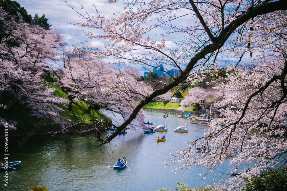 blossom blossom