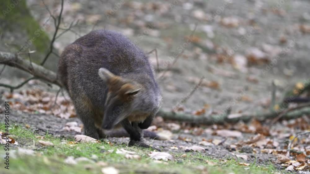 Swamp Wallaby, Wallabia bicolor. Known as the black wallaby Swamp Wallaby, Wallabia bicolor. Known as the black wallaby