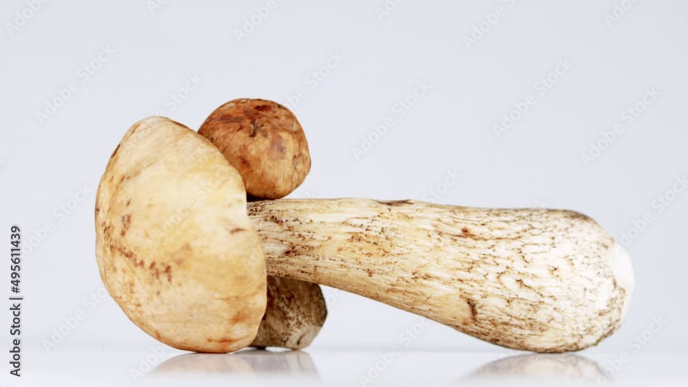 Slowly rotating on turntable and isolated on white background. Bolete mushroom.