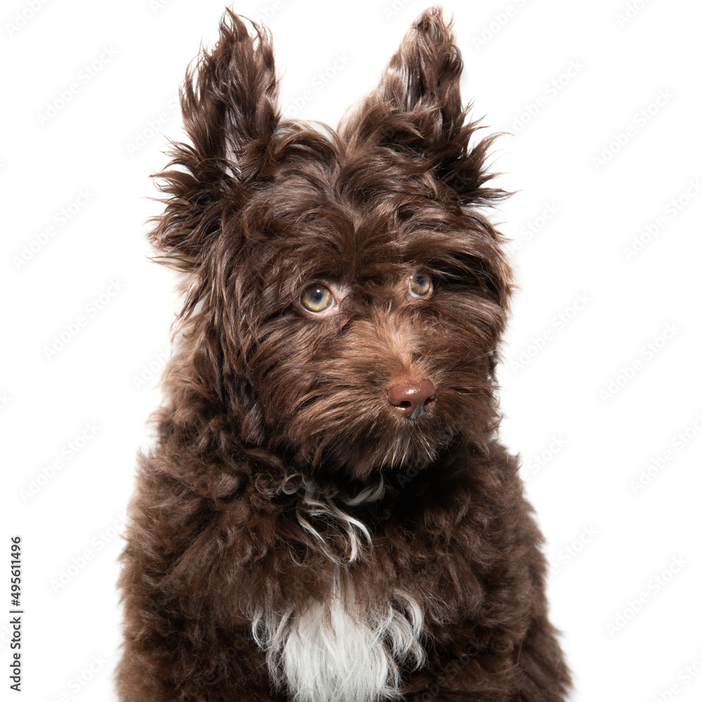 Cute brown curly puppy Maltipu, studio portrait isolated on white