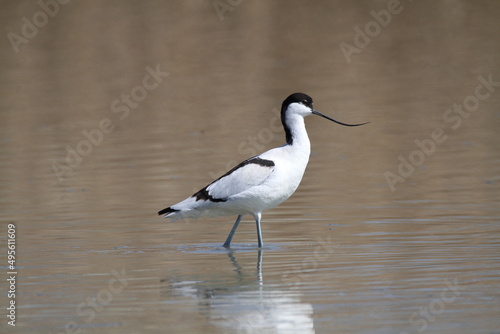 avocet swamps and lakes of Europe photo