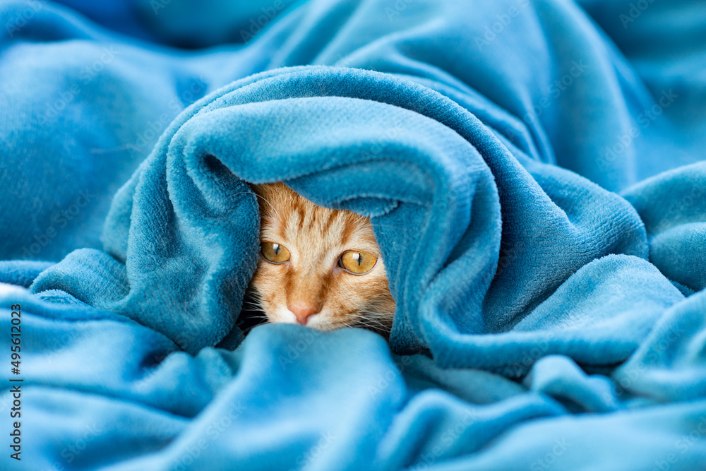 Cute young red tabby cat lying on sofa and peeking out from under the blanket, funny pet at home