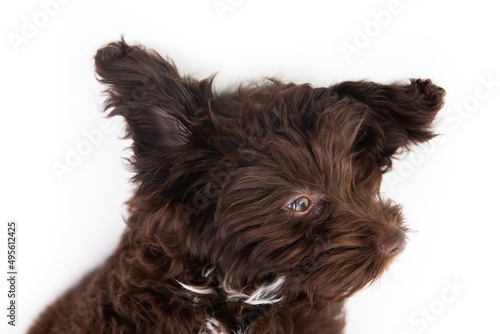 Dog. Funny portrait of cute brown curly puppy. Designer breed pup, mix of Yorkshire terrier and poodle, studio pet portrait isolated on white