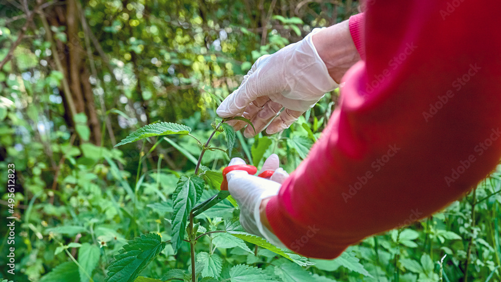 Fototapeta premium Caucasian female mature hands wearing gloves, cutting stinging nettle plant and putting in a wicker basket, handheld shot.