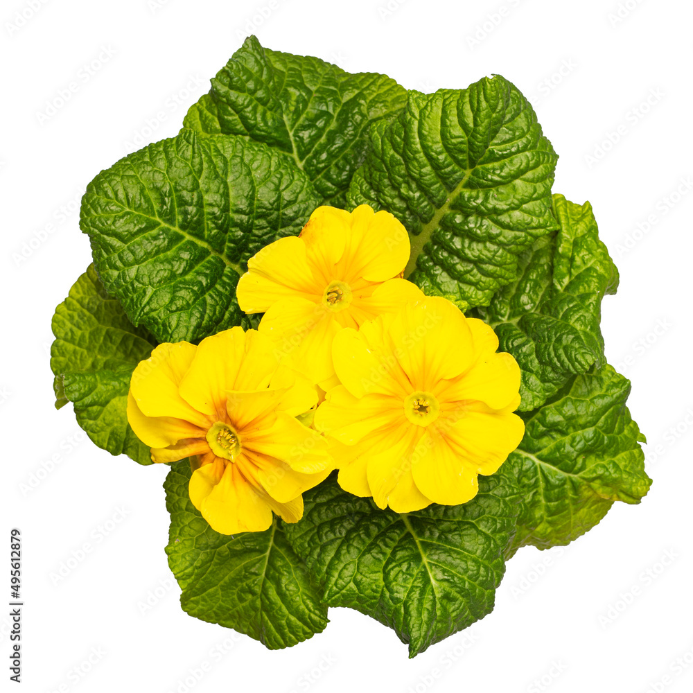 Top view of yellow solid Primula Vulgaris plant. Isolated on a white background.