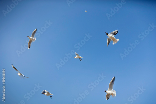 birds in flight © Dmitry