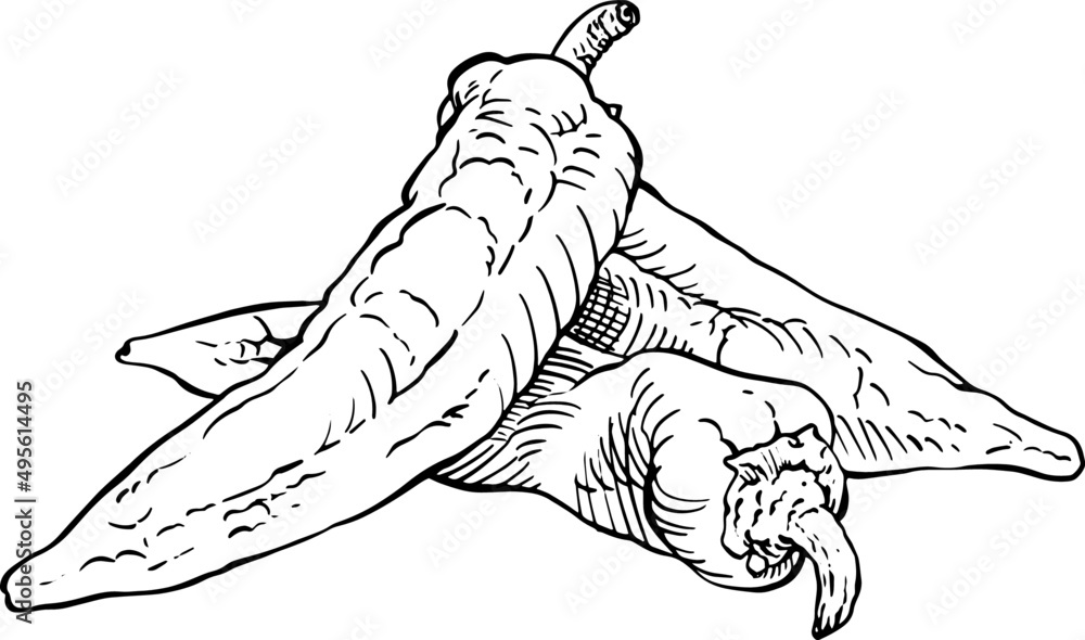 Gruppo di peperoni. Bianco e nero. Disegno vecchio stile vettoriale Gruppo di peperoni. Bianco e nero. Disegno vecchio stile vettoriale