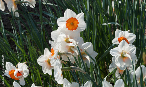 Narcissus 'Geranium' ou Narcissus 'Tazetta'. Narcisses 'Barret Browning'  hybrides à petite coupe des jardins, magnifique jonquille à pétales blanc pur avec une coupe centrale orange et lumineuse 