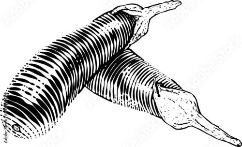 Due melanzane. Bianco e nero. Disegno vecchio stile vettoriale