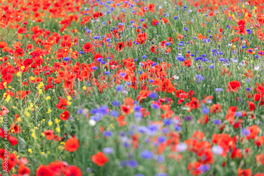 Red poppies, purple and yellow wildflowers on a field in Tuscany, Italy (Selective Focus)