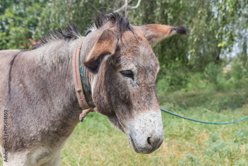 side portrait of a donkey in a clearing against the background of green foliage