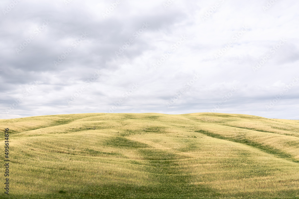 Obraz premium Freshly cut green and yellow fields in Val d'Orcia, Tuscany, Italy