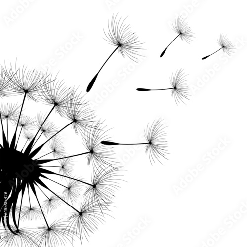 Vector illustration dandelion time. Black Dandelion seeds blowing in the wind. The wind inflates a dandelion isolated on white background