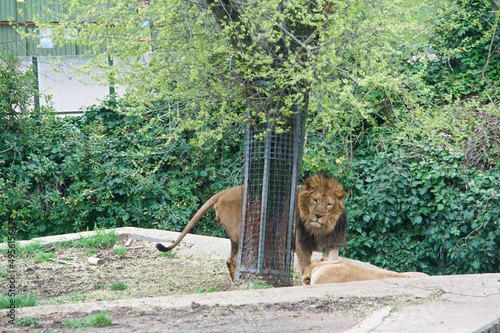 lew zwierzę kot dzika natura zoo madryt #495615642