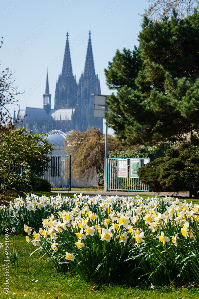 Weisse Osterglocken blühen im Rheinpark in Köln mit Dom im Hintergrund