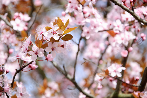 Cherry blossom. Selective focus and shallow depth of field. Bokeh.
