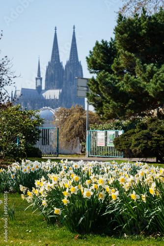 Weisse Osterglocken blühen im Rheinpark in Köln mit Dom im Hintergrund