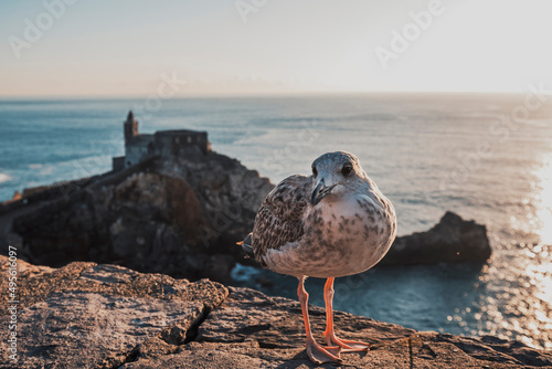 Fototapeta Naklejka Na Ścianę i Meble -  seagull with landscape in portovenere