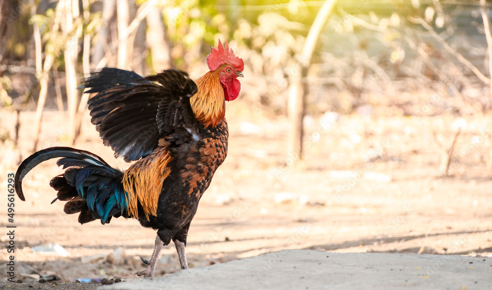 Beautiful purebred rooster spreading its wings, a farm rooster in the