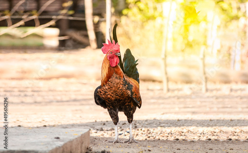 Beautiful breed rooster in the yard, a farm rooster in the yard, close up of a breed rooster in a yard photo