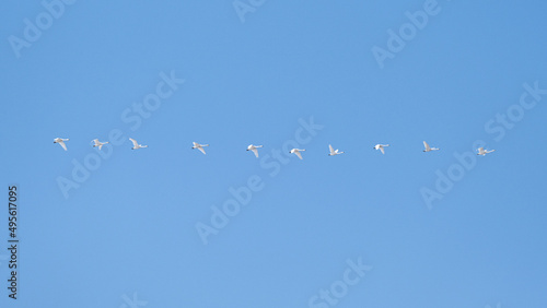 一直線に飛ぶハクチョウ（Swans flying in a straight line）