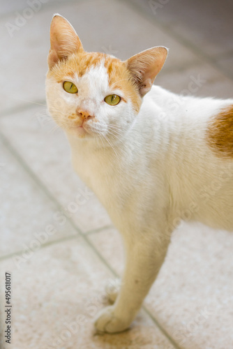 Closep of Arabian Mau cat photo
