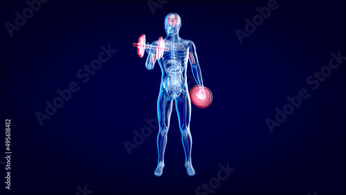 3D Illustration of an Anatomy of a X-ray man doing Biceps Curls © Julien Tromeur