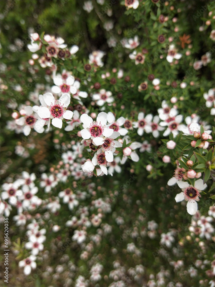 New Zealand native manuka ti tree flowers New Zealand native manuka ti tree flowers