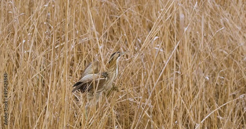 Eurasian bittern or Botaurus stellaris bird in the bush 