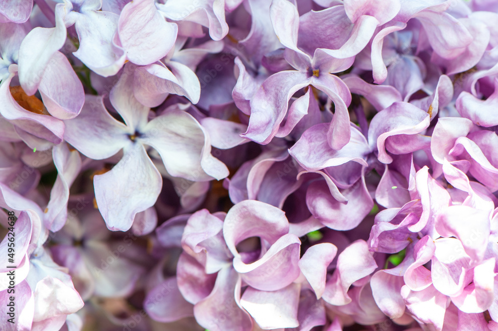 Blooming lilac in soft processing, toned. Lilac background, texture