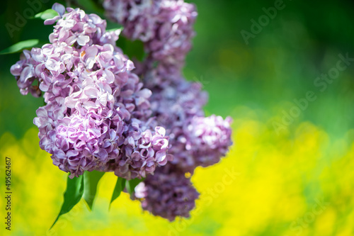 Delicate lilac on green, natural background, space for text, postcard