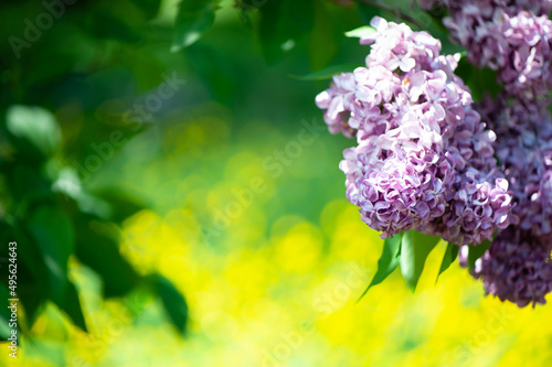 Delicate lilac on green, natural background, space for text, postcard