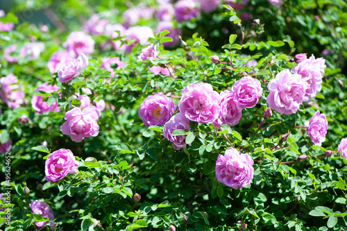 Delicate pink rosehip close-up  flowers. Natural beautiful background, splash. Space for text