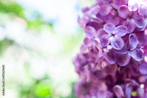 Delicate lilac on green, natural background, space for text, postcard