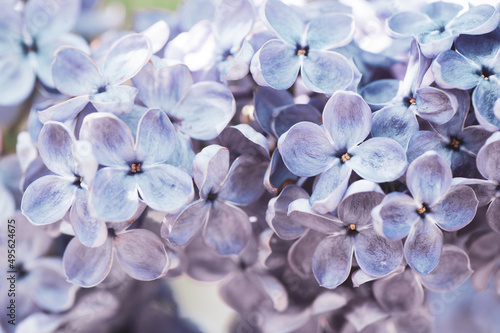 Blooming lilac in soft processing, toned. Lilac background, texture