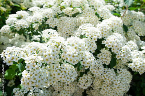 White spiraea meadowsweets bush in bloom. Buds and white flowers of germander meadowsweet. Delicate background with small white flowers