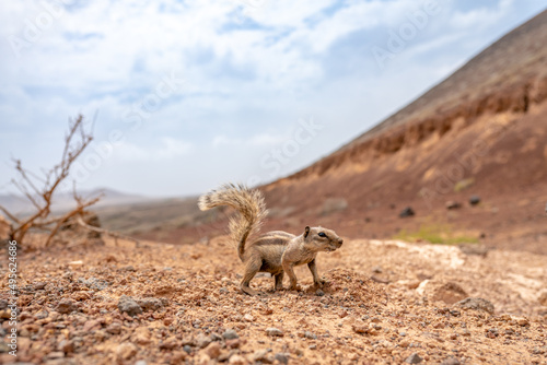 Εκτύπωση καμβά Adorable chipmunk in a desert against blue cloudy sky background