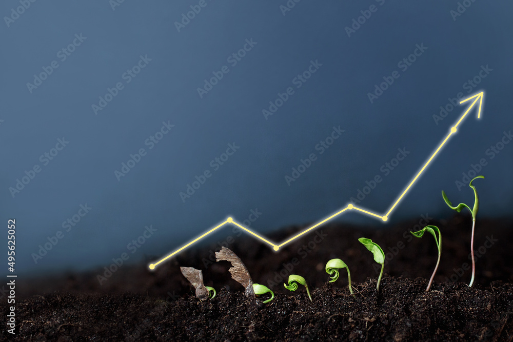 Money Plant - Financial Growth Investment - Growing Business Concept - obrazy, fototapety, plakaty 