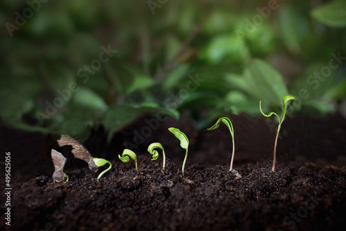 rosnące rośliny, wzrost biznesowy i rozwój - koncepcja wzrostowa