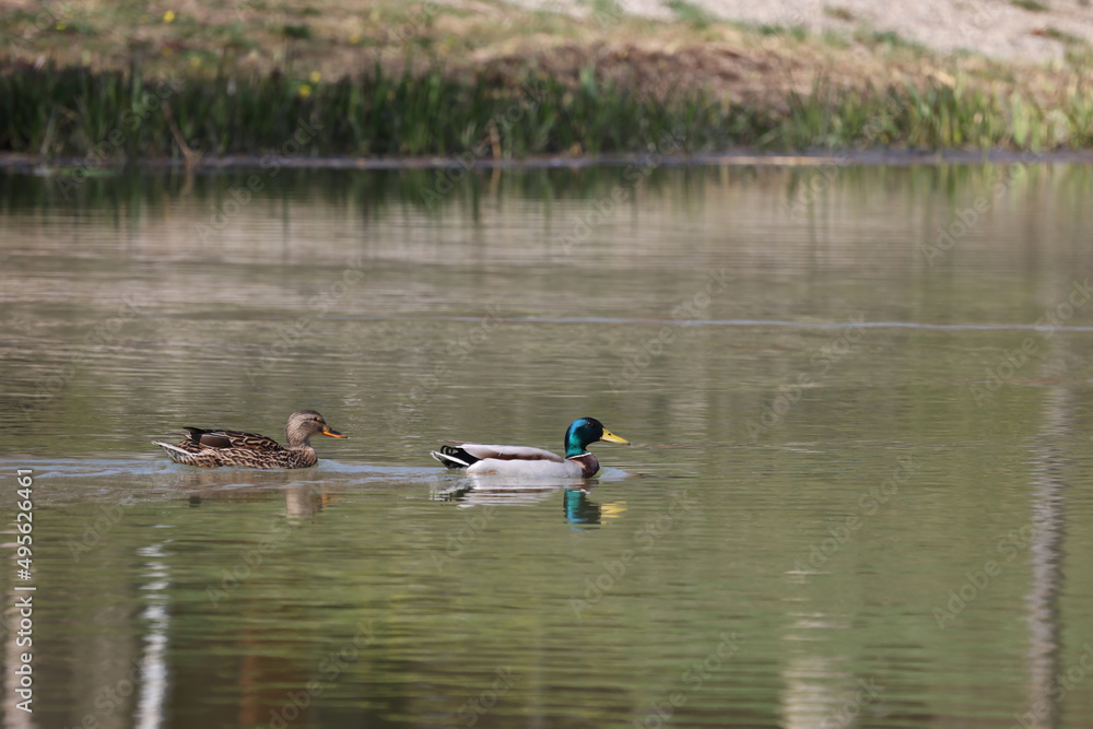 Lake. Wild ducks swim on the lake. Lake. Wild ducks swim on the lake.