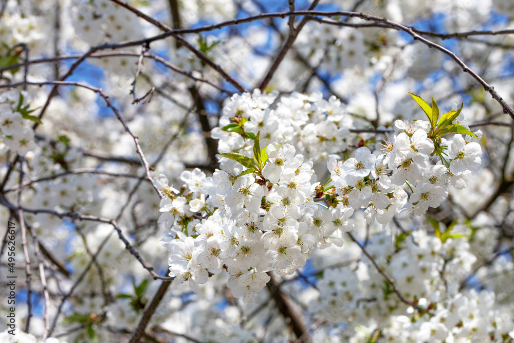 Blossoming branch of an apple tree against the backdrop of a spring garden in blur. Blossoming branch of an apple tree against the backdrop of a spring garden in blur.