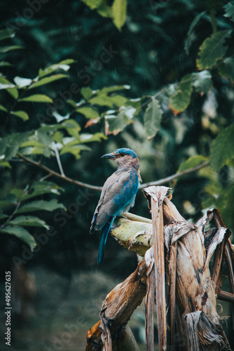Obraz na plátne Selective of a kingfisher bird on a branch
